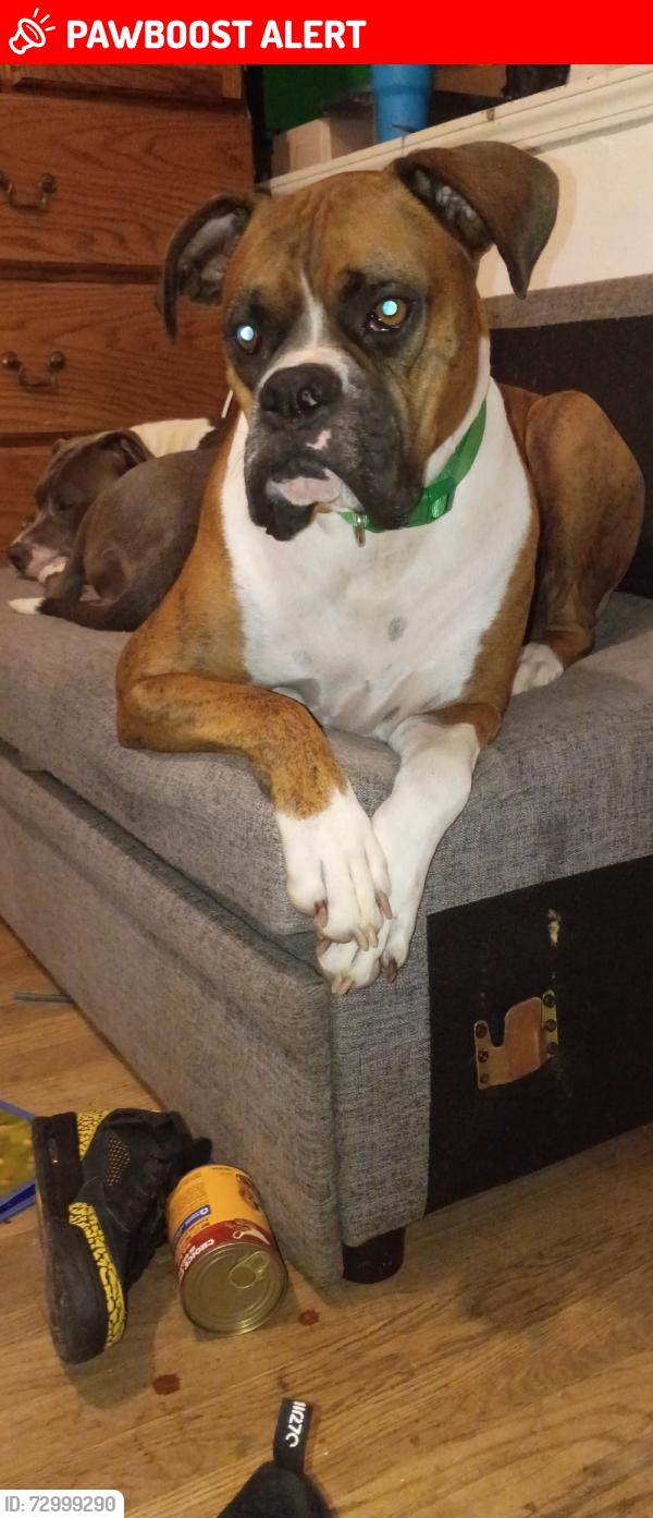 Lost Male Dog last seen Plum ave, Maryland Heights, MO 63074