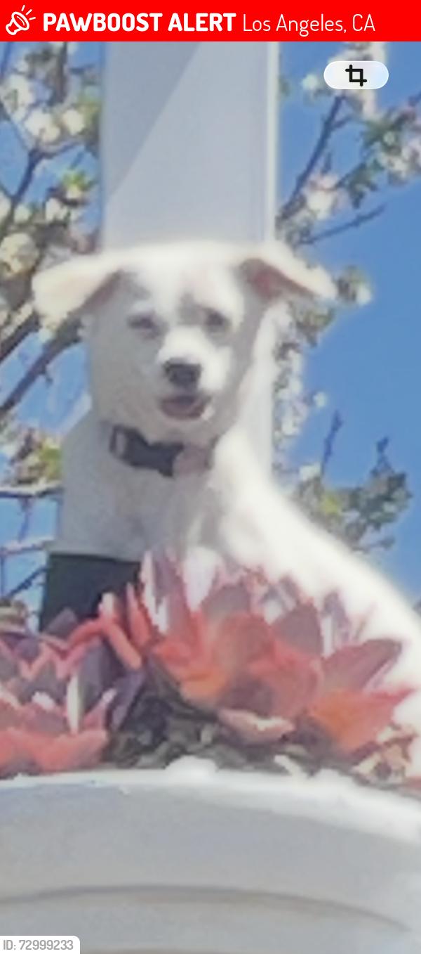 Lost Female Dog last seen City Terrace, Drive, Los Angeles, CA 90063