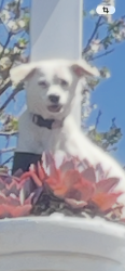Lost Female Dog last seen City Terrace, Drive, Los Angeles, CA 90063