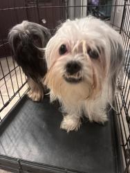 Found/Stray Male Dog last seen Pine Ridge ests, McKinney, TX 75070