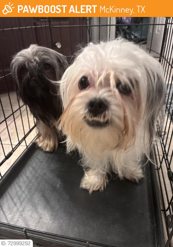Found/Stray Male Dog last seen Pine Ridge ests, McKinney, TX 75070