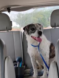 Reunited Male Dog last seen Cypress Rose Hill and holdereith, Harris County, TX 77377