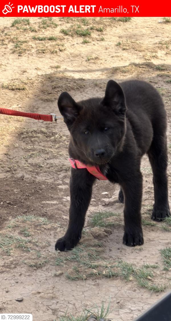 Lost Female Dog last seen East Farmers Ave & S Farm to Market RD, close to Robinson’s Family Feed & Buc-ee’s, Amarillo, TX 79118