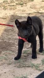 Lost Female Dog last seen East Farmers Ave & S Farm to Market RD, close to Robinson’s Family Feed & Buc-ee’s, Amarillo, TX 79118
