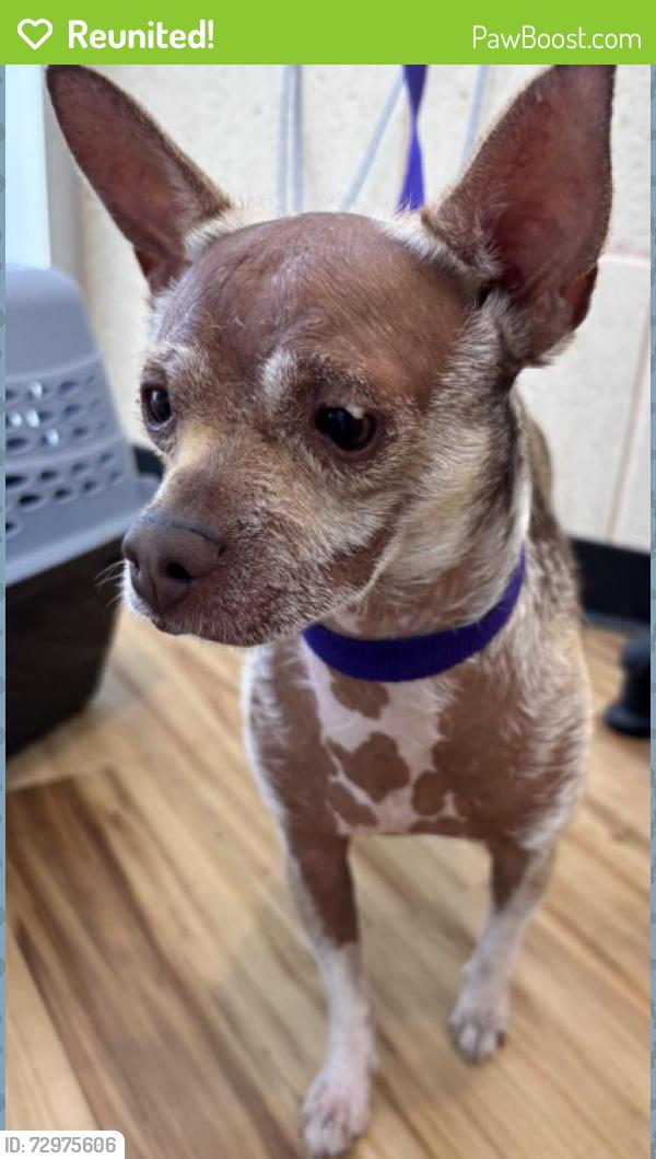Reunited Male Dog last seen Near Bunker Hill, Richardson, TX 75080, USA, Richardson, TX 75080
