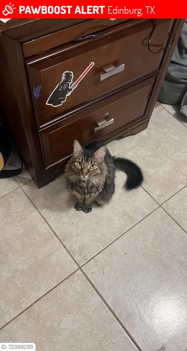 Lost Female Cat last seen E Russel Road, Olympic St, Central Park St, Grand Canyon st, Edinburg, TX 78541