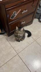 Lost Female Cat last seen E Russel Road, Olympic St, Central Park St, Grand Canyon st, Edinburg, TX 78541