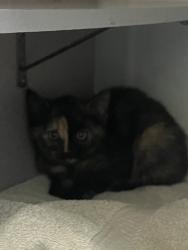 Shelter Stray Female Cat last seen Near W State Highway, Copperton Township, UT, 84006, 511 W 3900 S, Salt Lake City, UT 84123, USA