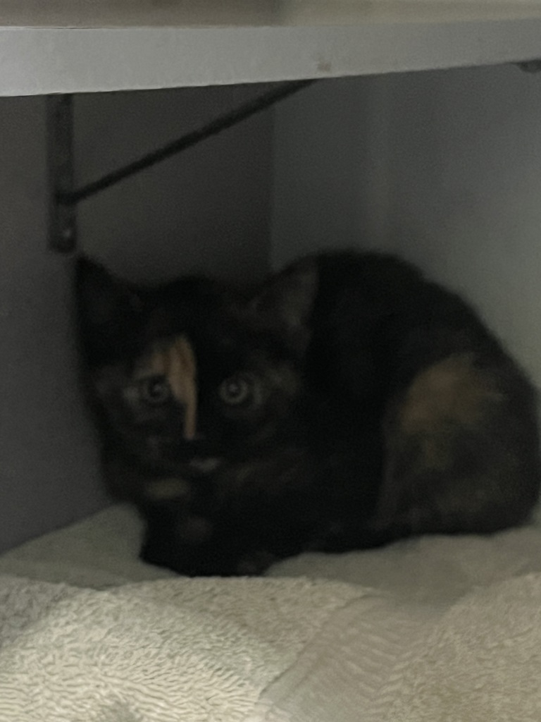 Shelter Stray Female Cat last seen Near W State Highway, Copperton Township, UT, 84006, 511 W 3900 S, Salt Lake City, UT 84123, USA