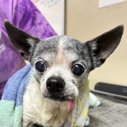 Shelter Stray Female Dog last seen Owner Surrender, PORTLAND, OR, 97230, 1700 W Historic Columbia River Hwy, Troutdale, OR 97060, USA