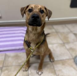 Shelter Stray Female Dog last seen SW Binford / SW 14th drive, GRESHAM, OR, 97080, 1700 W Historic Columbia River Hwy, Troutdale, OR 97060, USA