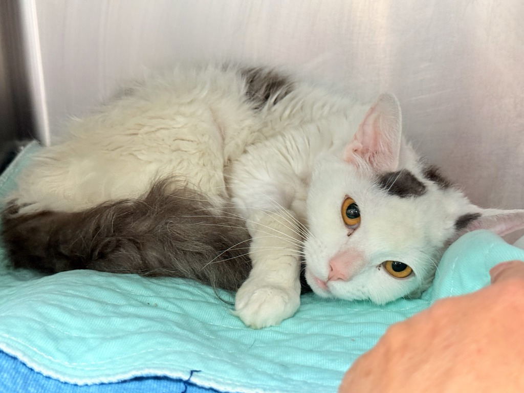 Shelter Stray Female Cat last seen Near Westchester Avenue, BRONX, NY, 10455, 326 E 110th St, New York, NY 10029, USA