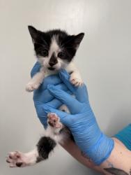Shelter Stray Female Cat last seen Near Flushing Avenue, RIDGEWOOD, NY, 11385, 326 E 110th St, New York, NY 10029, USA