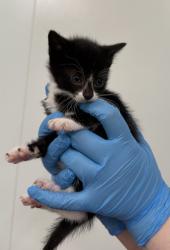 Shelter Stray Female Cat last seen Near Flushing Avenue, RIDGEWOOD, NY, 11385, 326 E 110th St, New York, NY 10029, USA