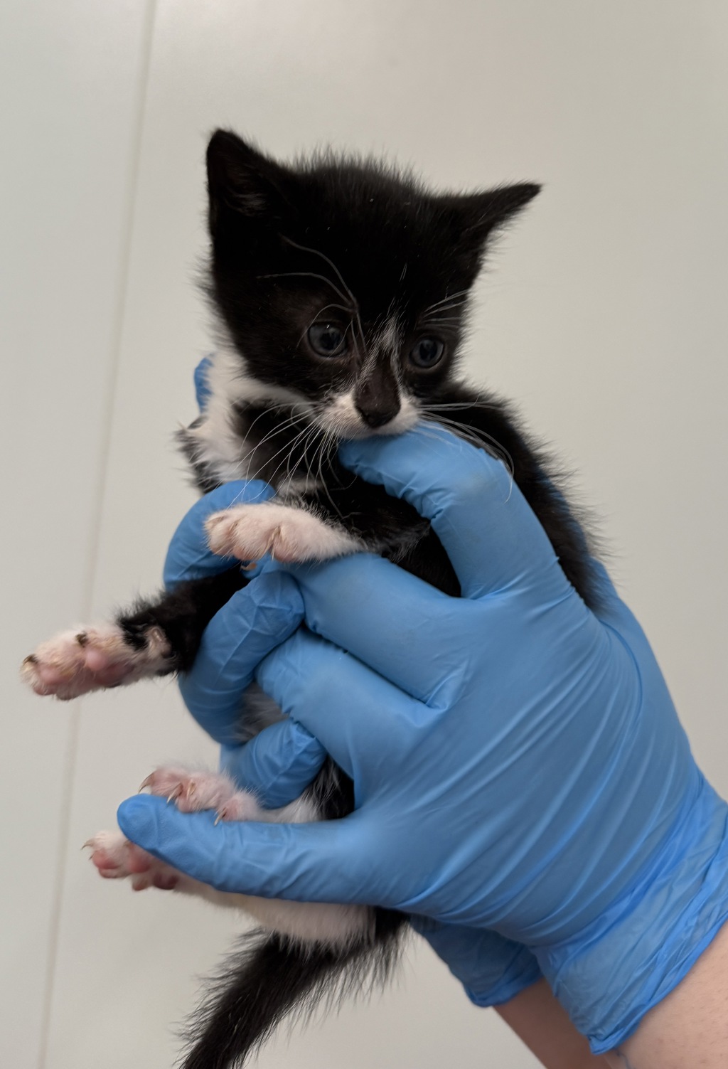 Shelter Stray Female Cat last seen Near Flushing Avenue, RIDGEWOOD, NY, 11385, 326 E 110th St, New York, NY 10029, USA