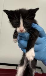 Shelter Stray Female Cat last seen Near Flushing Avenue, RIDGEWOOD, NY, 11385, 326 E 110th St, New York, NY 10029, USA