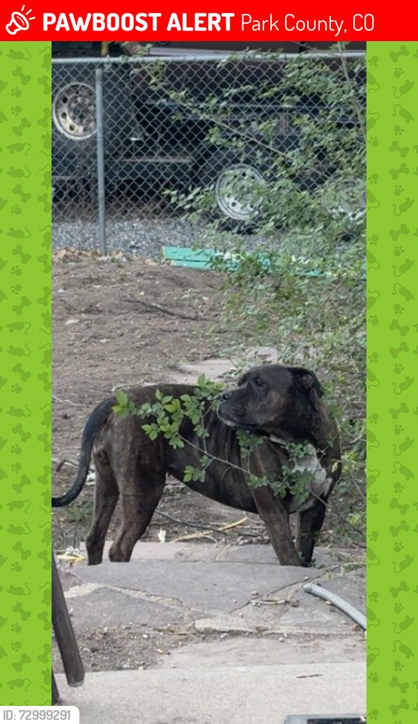 Lost Female Dog last seen Highway 285 and lost park road, Park County, CO 80456