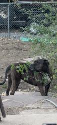 Lost Female Dog last seen Highway 285 and lost park road, Park County, CO 80456