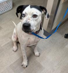 Shelter Stray Male Dog last seen Near Genesee Avenue, San Diego, CA, 92117, 5500 Gaines St, San Diego, CA 92110, USA