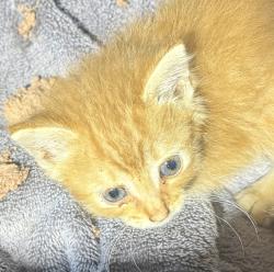 Shelter Stray Female Cat last seen Akins Ave, San Diego, CA, 92114, 5500 Gaines St, San Diego, CA 92110, USA
