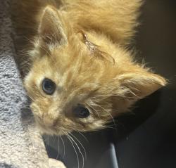 Shelter Stray Female Cat last seen Akins Ave, San Diego, CA, 92114, 5500 Gaines St, San Diego, CA 92110, USA