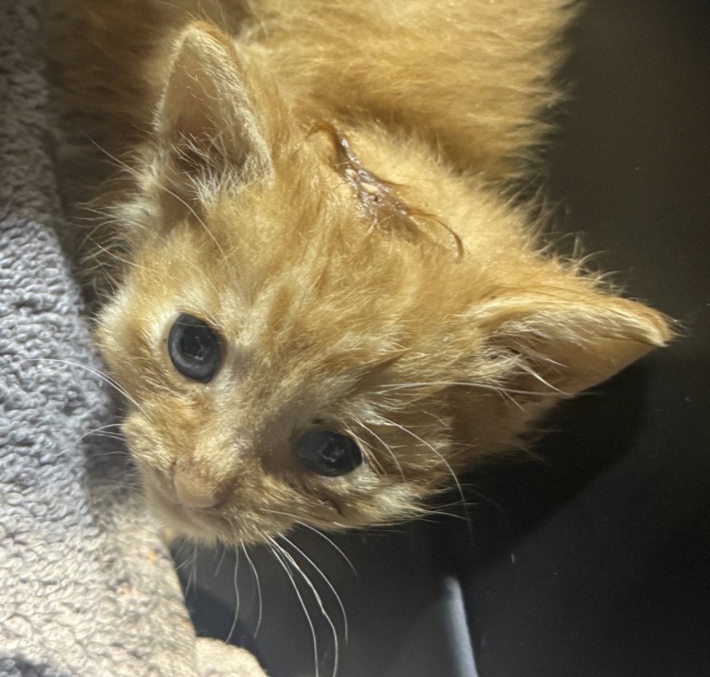 Shelter Stray Female Cat last seen Akins Ave, San Diego, CA, 92114, 5500 Gaines St, San Diego, CA 92110, USA