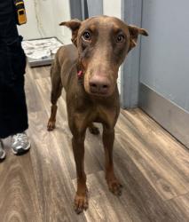 Shelter Stray Female Dog last seen Near sunset Cliffs Boulevard, San Diego, CA, 92107, 5500 Gaines St, San Diego, CA 92110, USA