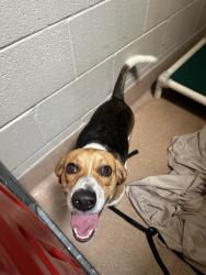 Shelter Stray Male Dog last seen Helm Street, San Diego, CA, 92114, 5500 Gaines St, San Diego, CA 92110, USA