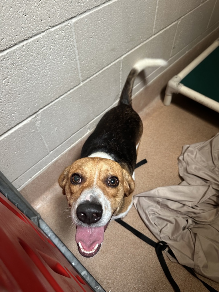 Shelter Stray Male Dog last seen Helm Street, San Diego, CA, 92114, 5500 Gaines St, San Diego, CA 92110, USA