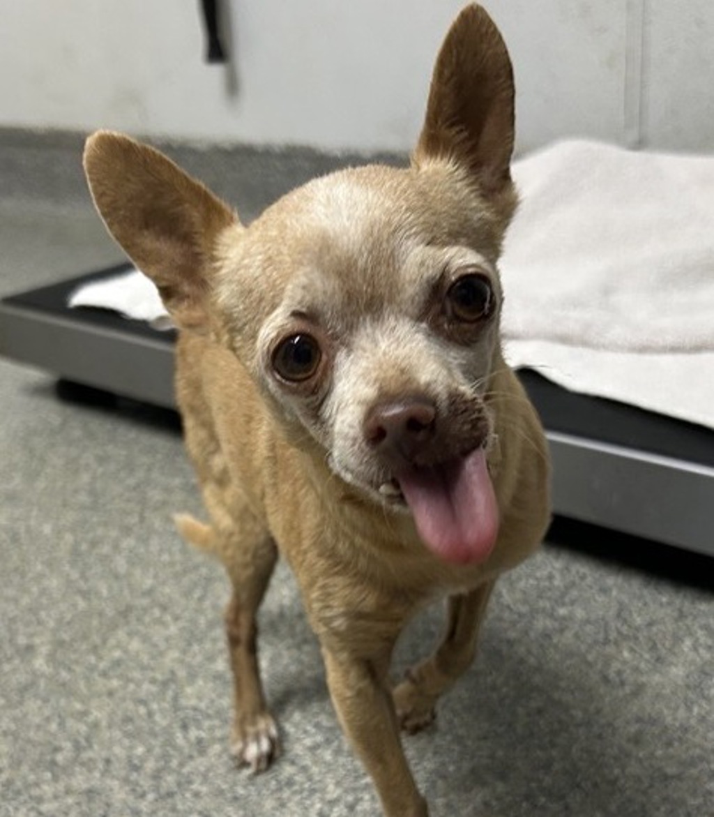 Shelter Stray Female Dog last seen Buchanan Street, Escondido, CA, 92027, Escondido, CA 92027, USA