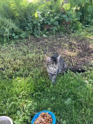 Found/Stray Female Cat last seen Woodmans Grocery Store, Green Bay, WI 54303