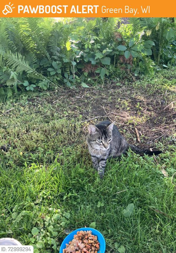 Found/Stray Female Cat last seen Woodmans Grocery Store, Green Bay, WI 54303