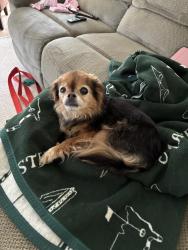 Lost Female Dog last seen Woodbriar and Carlingfort, Toledo, OH 43623
