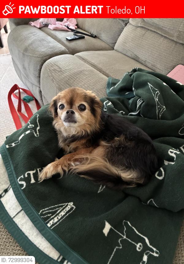Lost Female Dog last seen Woodbriar and Carlingfort, Toledo, OH 43623