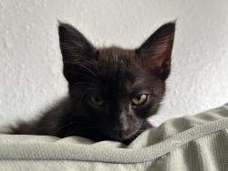 Shelter Stray Male Cat last seen Near S 58th Street, San Diego, CA, 92114, 5500 Gaines St, San Diego, CA 92110, USA