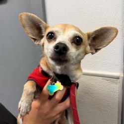 Shelter Stray Female Dog last seen Near 2nd Street, Imperial Beach, CA, 91932, 5500 Gaines St, San Diego, CA 92110, USA