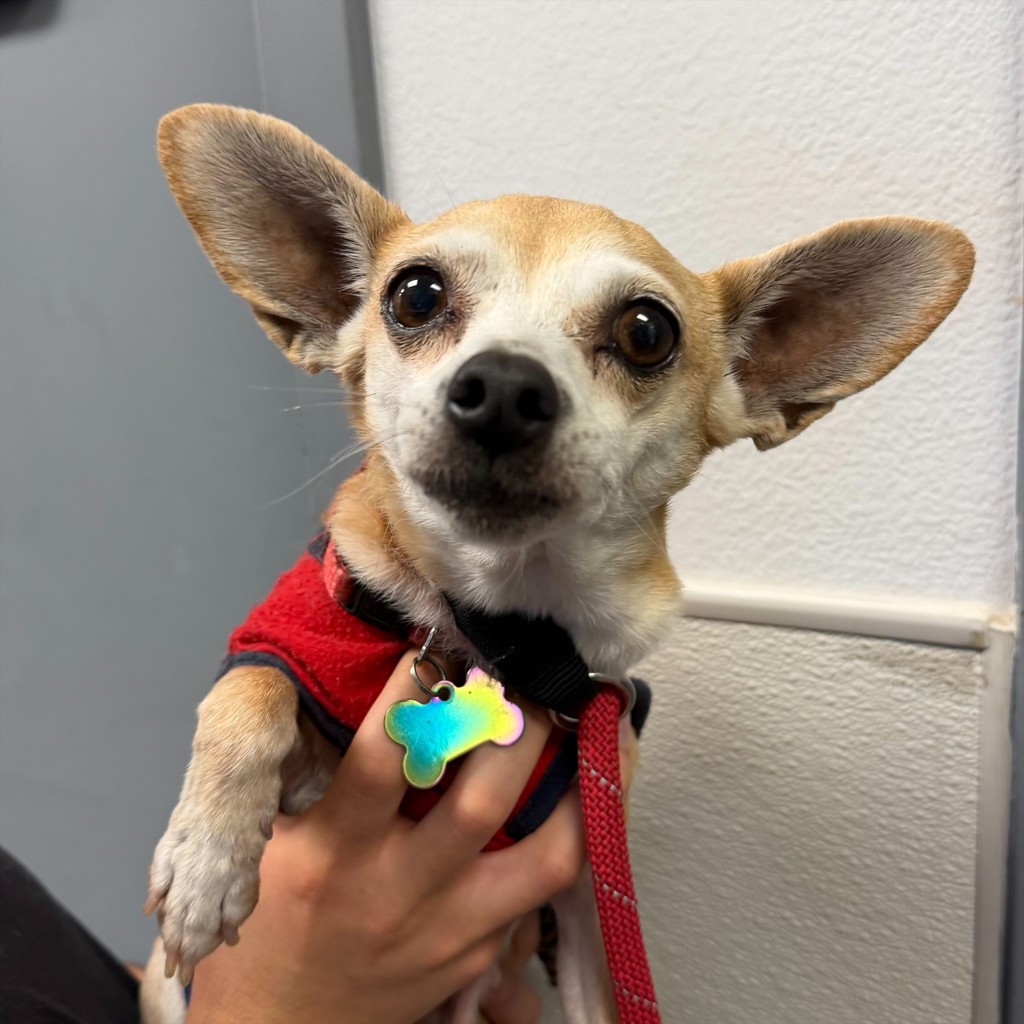 Shelter Stray Female Dog last seen Near 2nd Street, Imperial Beach, CA, 91932, 5500 Gaines St, San Diego, CA 92110, USA