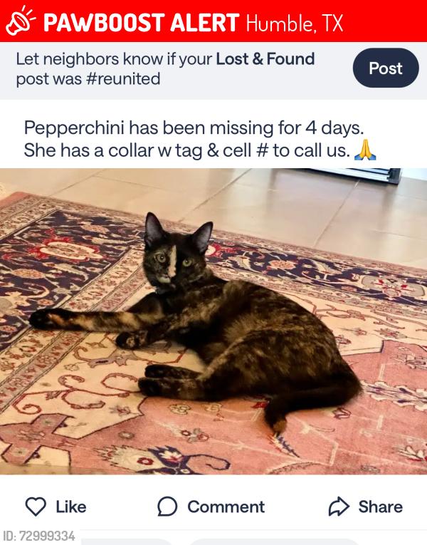 Lost Female Cat last seen Kingwood High school , Humble, TX 77339