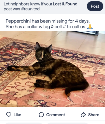 Lost Female Cat last seen Kingwood High school , Humble, TX 77339