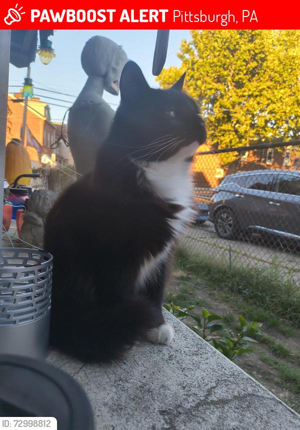 Lost Male Cat last seen Carnegie street, Pittsburgh, PA 15201