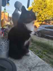 Lost Male Cat last seen Carnegie street, Pittsburgh, PA 15201