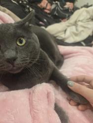 Lost Male Cat last seen Kindred park, Tumwater, WA 98501