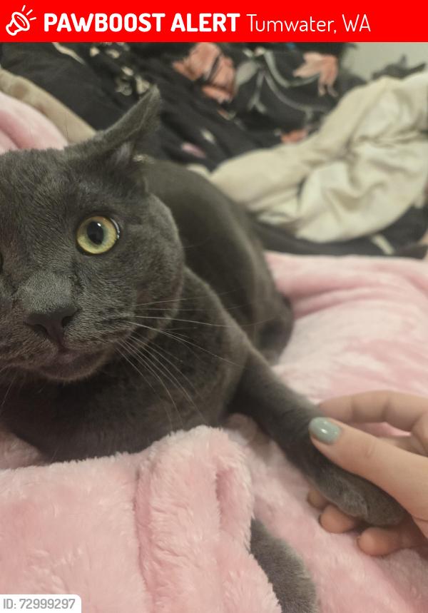 Lost Male Cat last seen Kindred park, Tumwater, WA 98501