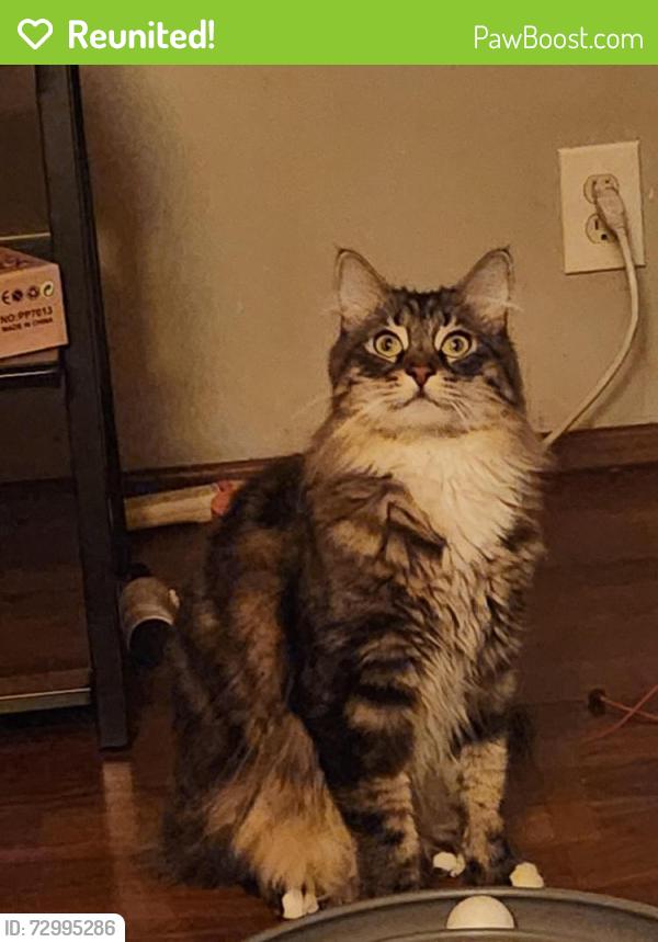 Reunited Male Cat last seen Williams and Whitney , Monterey Park, CA 91754