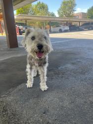 Reunited Male Dog last seen Merrill Ave, Fontana, CA 92335, USA, Fontana, CA 92335