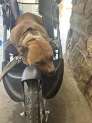 Reunited Female Dog last seen Van Buren blvd and Dolittle st, Riverside, CA 92504