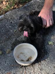 Found/Stray Unknown Dog last seen Kincaid dr, Raleigh, NC 27604