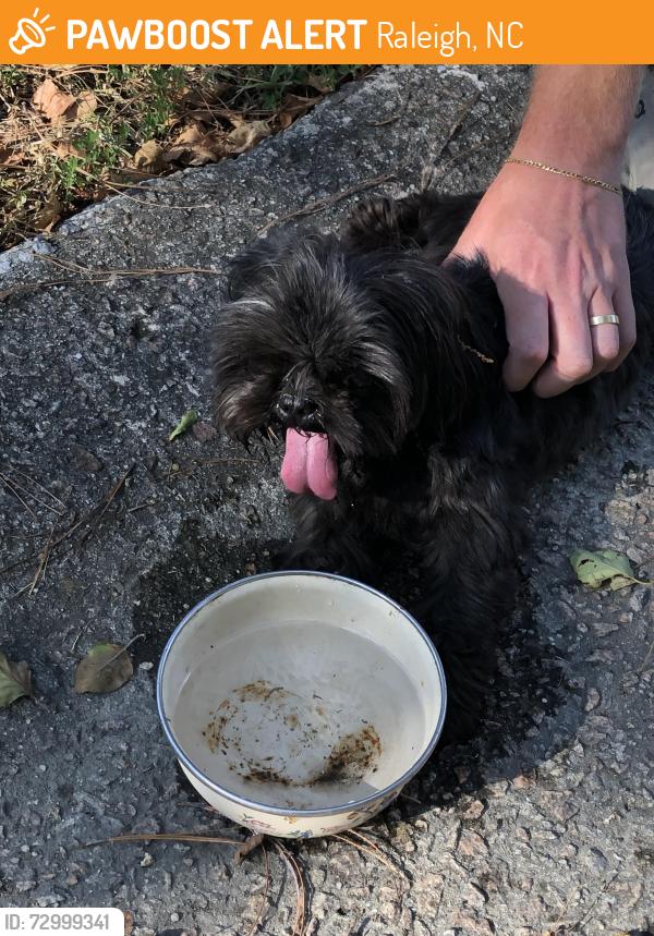 Found/Stray Unknown Dog last seen Kincaid dr, Raleigh, NC 27604