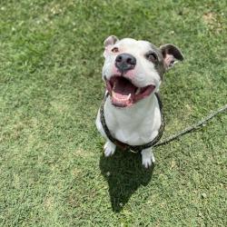 Shelter Stray Female Dog last seen , 328 Furman Hall Rd, Greenville, SC 29609, USA