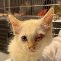 Shelter Stray Male Cat last seen , 328 Furman Hall Rd, Greenville, SC 29609, USA